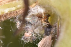Simitidion simile