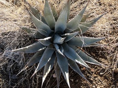 Agave simplex
