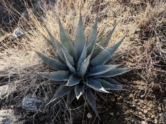 Agave simplex