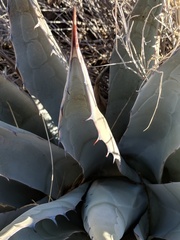 Agave simplex