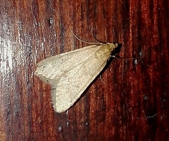 Bostra obsoletalis