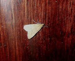 Bostra obsoletalis