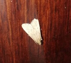 Bostra obsoletalis