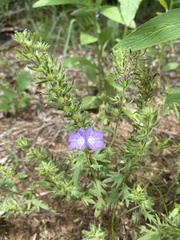 Phacelia patuliflora