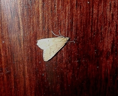 Bostra obsoletalis