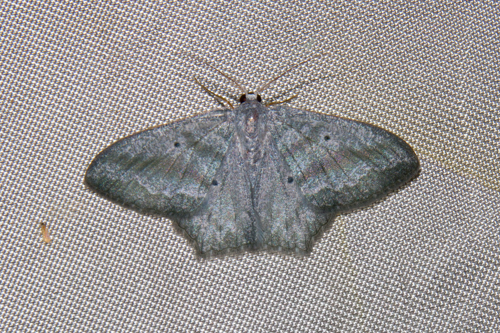 Maxates spumata