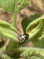 Zygogramma heterothecae