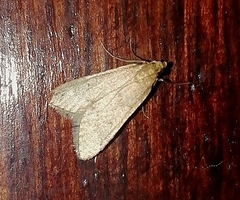 Bostra obsoletalis