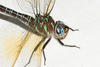 Swamp Darner - Photo (c) Royal Tyler, some rights reserved (CC BY-NC-SA), uploaded by Royal Tyler