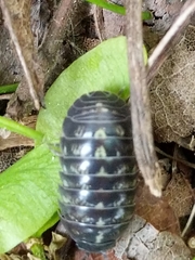 Armadillidium vulgare