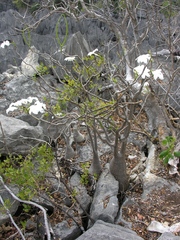 Pachypodium decaryi image