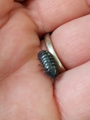 Armadillidium vulgare