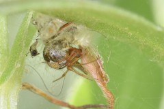 Simitidion simile