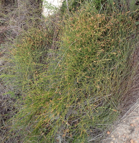 Image of Mastersiella spathulata by (c) Nicola van Berkel, some rights reserved (CC BY-SA)