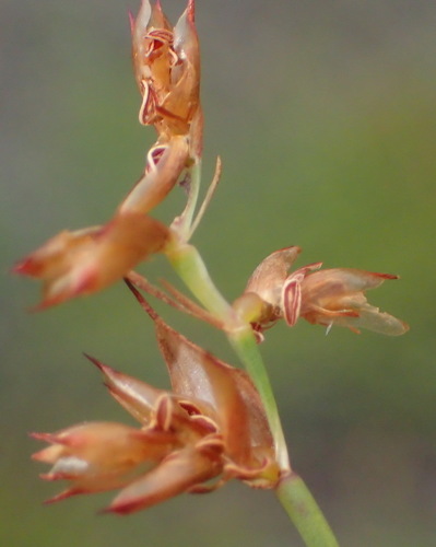 Image of Mastersiella spathulata by (c) Nicola van Berkel, some rights reserved (CC BY-SA)