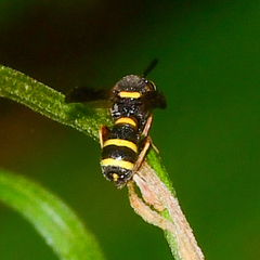 Leucospidae