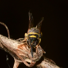 Leucospidae