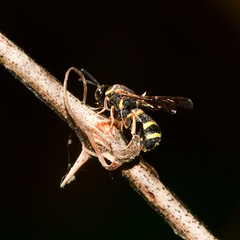 Leucospidae