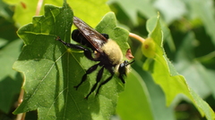 Laphria virginica