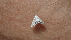 Eoparargyractis