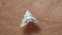 Eoparargyractis