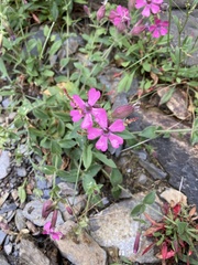 Silene acutifolia