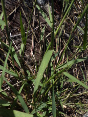 Melinis repens image