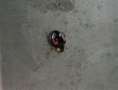 Harmonia axyridis