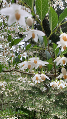 Styrax americanus
