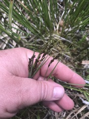 Carex prairea