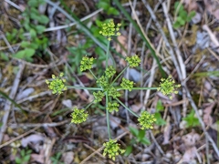 Lomatium howellii