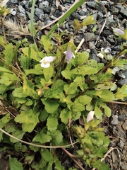 Mazus miquelii