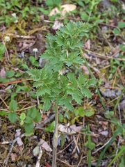 Lomatium howellii