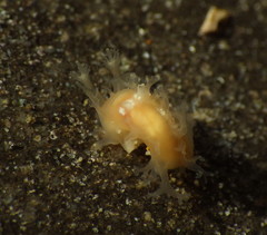 Tritonicula myrakeenae