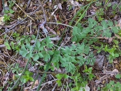Lomatium howellii
