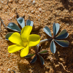 Oxalis flava