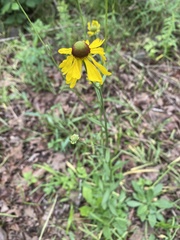 Helenium campestre