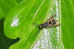 Allodynerus