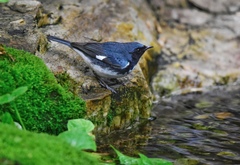 Setophaga caerulescens