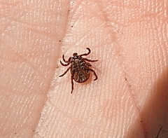 Dermacentor reticulatus