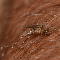 Aedes canadensis canadensis