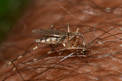 Aedes canadensis canadensis