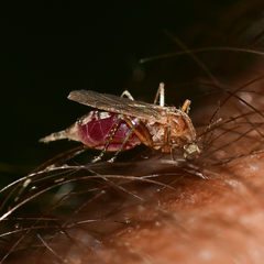 Aedes canadensis canadensis