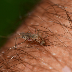 Aedes canadensis canadensis