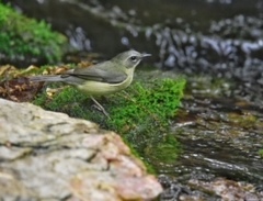 Setophaga caerulescens