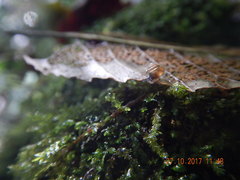 Euconulus