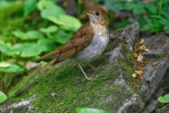 Catharus fuscescens