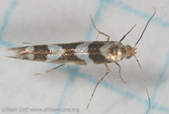 Argyresthia goedartella