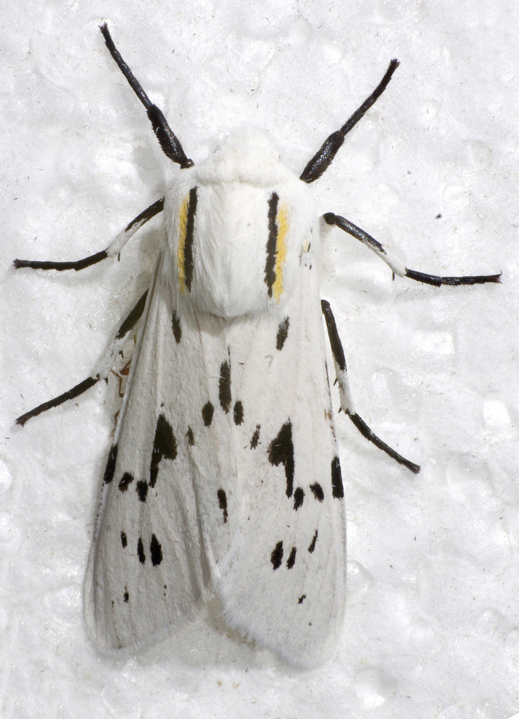 Ectypia bivittata