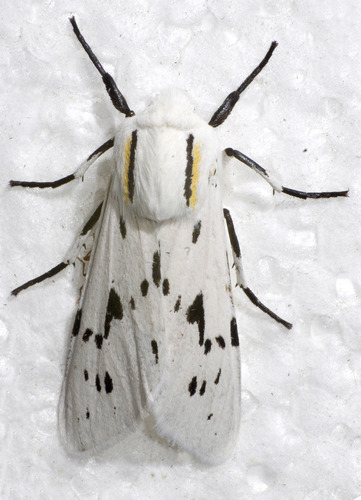 Ectypia bivittata Clemens, 1861